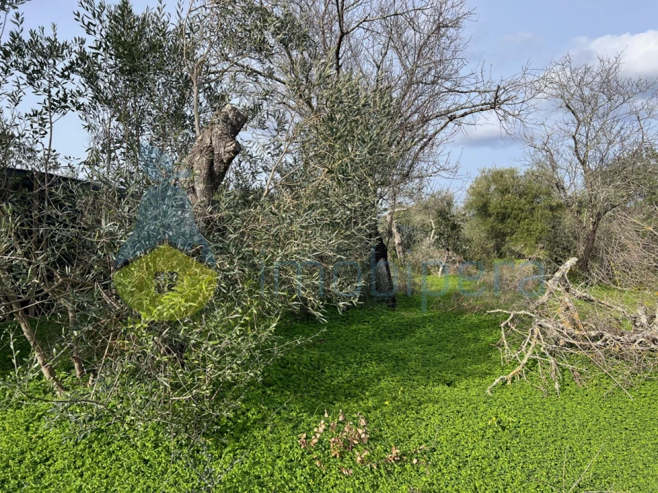 Terreno Agricola ou Rústico para Venda em Paderne Foto 7