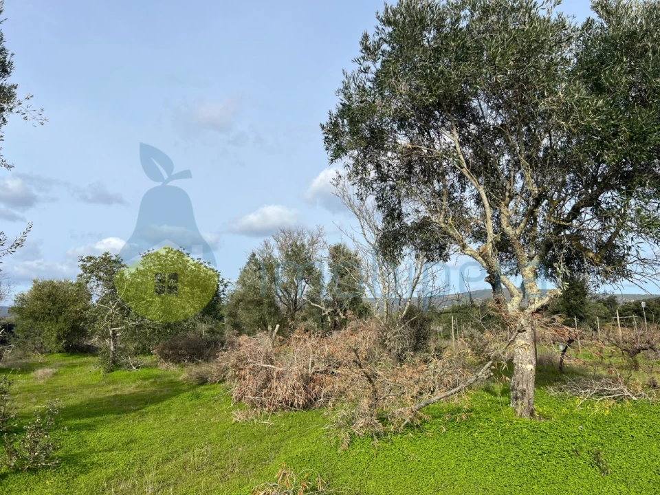 Terreno Agricola ou Rústico para Venda em Paderne Foto 10