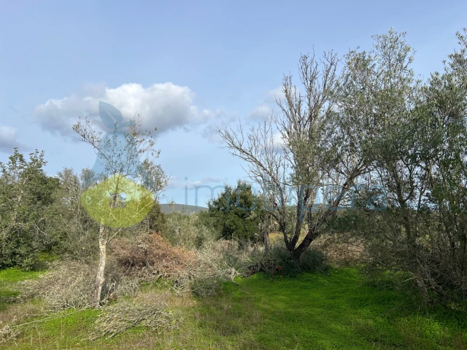 Terreno Agricola ou Rústico para Venda em Paderne Foto 12