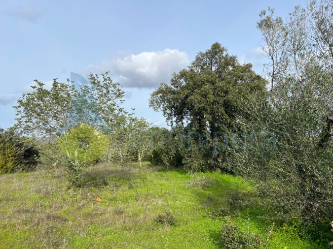 Terreno Agricola ou Rústico para Venda em Paderne Foto 14