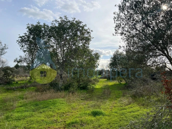 Terreno Agricola ou Rústico para Venda em Paderne Foto 17
