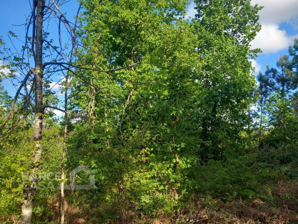 Terreno para Venda em Associação de Freguesias do Vale do Neiva Foto 3