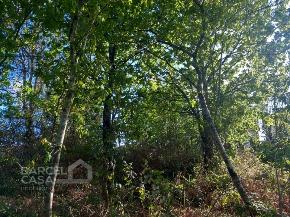 Terreno para Venda em Associação de Freguesias do Vale do Neiva Foto 11