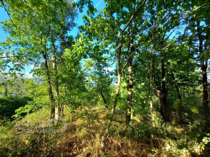 Terreno para Venda em Associação de Freguesias do Vale do Neiva Foto 9
