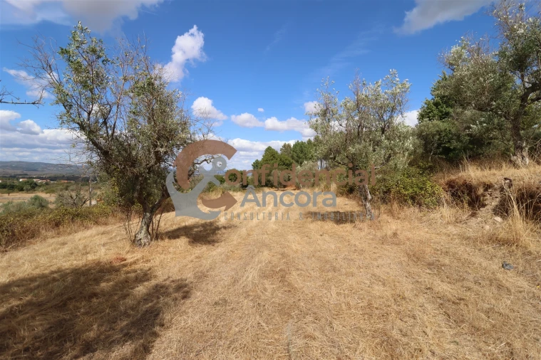 Quinta T0 para Venda em São Paio Foto 39