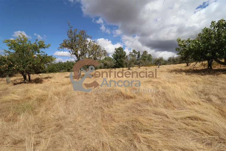 Quinta T0 para Venda em São Paio Foto 19