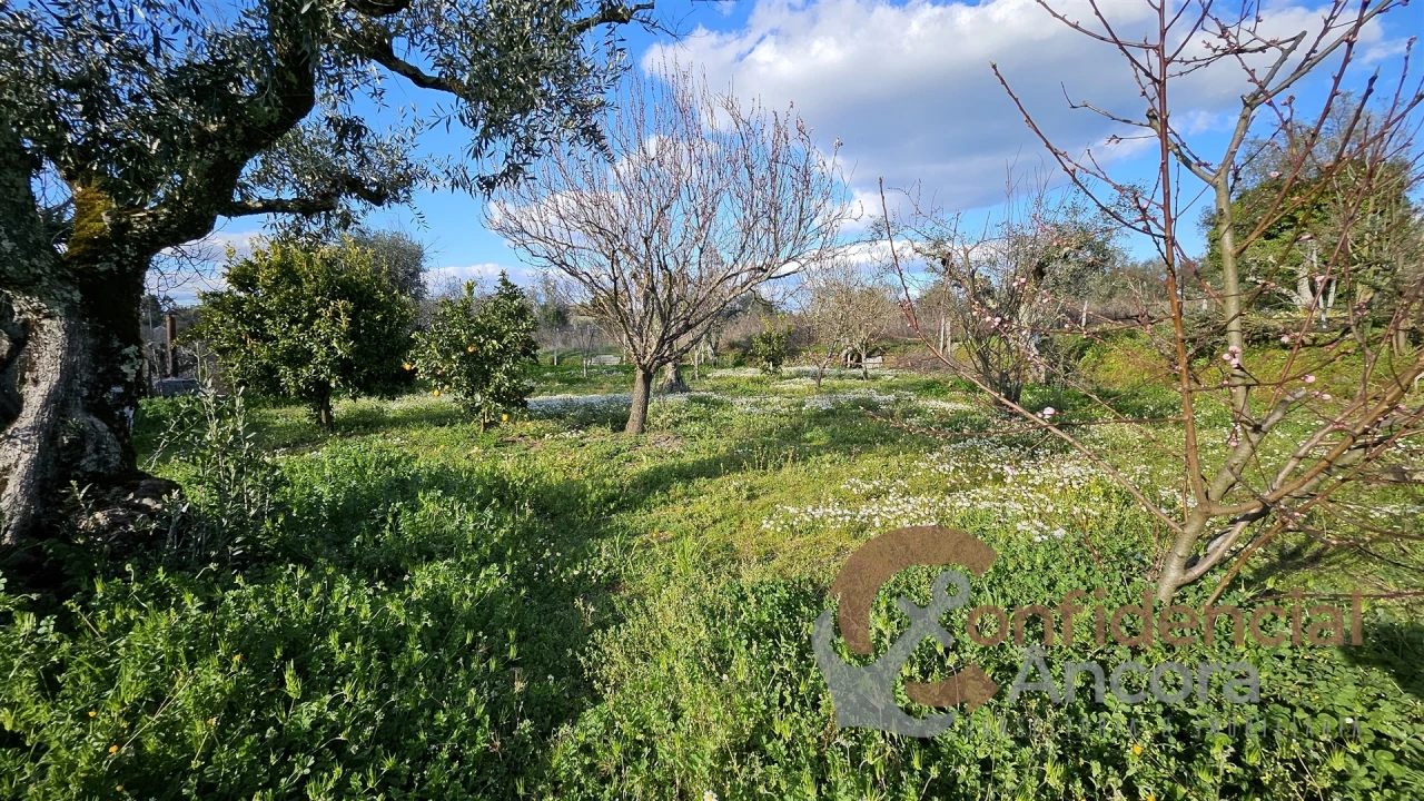 Terreno Agricola ou Rústico para Venda em Nespereira Foto 17
