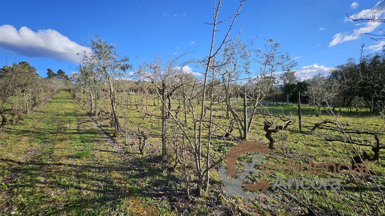 Terreno Agricola ou Rústico para Venda em Nespereira Foto 19