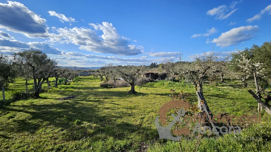Terreno Agricola ou Rústico para Venda em Nespereira
