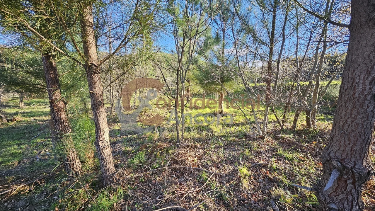 Quinta T0 para Venda em Aldeias e Mangualde da Serra Foto 5