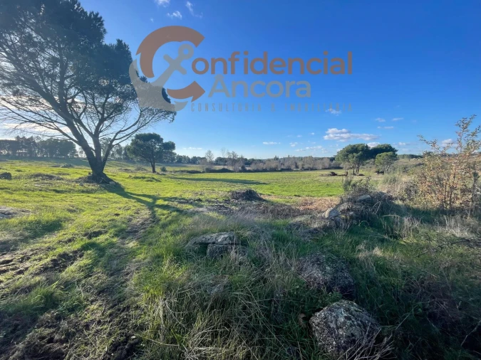 Terreno Agricola ou Rústico para Venda em Santa Marinha e São Martinho Foto 4