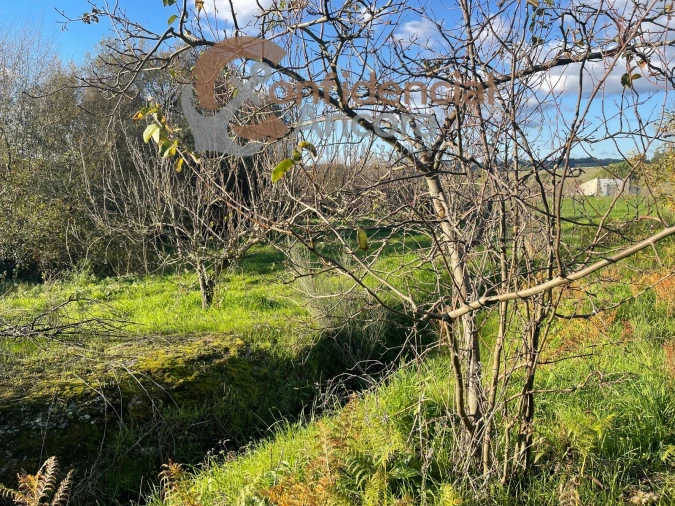 Terreno Agricola ou Rústico para Venda em Santa Marinha e São Martinho Foto 17