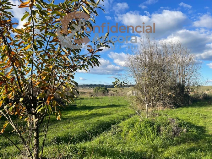 Terreno Agricola ou Rústico para Venda em Santa Marinha e São Martinho Foto 18