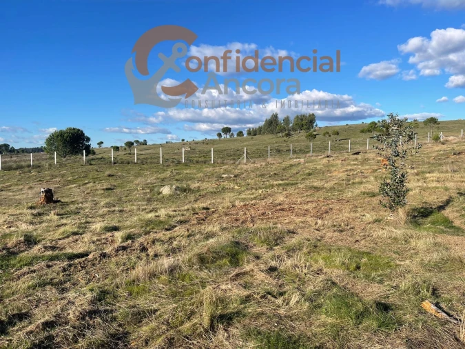 Terreno Agricola ou Rústico para Venda em Santa Marinha e São Martinho Foto 3