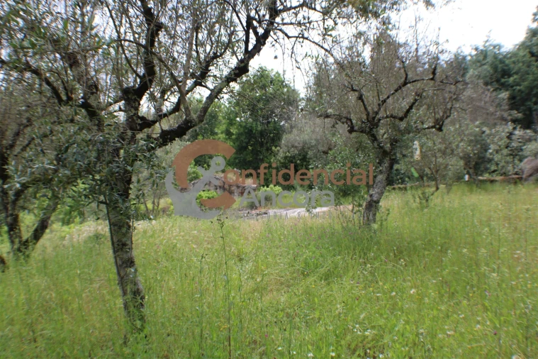 Terreno para Venda em Moimenta da Serra e Vinhó Foto 13