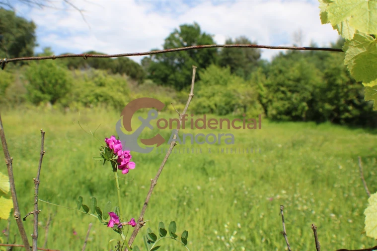Terreno para Venda em Moimenta da Serra e Vinhó Foto 4