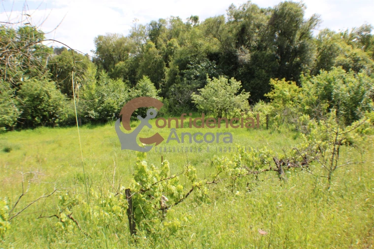 Terreno para Venda em Moimenta da Serra e Vinhó Foto 11