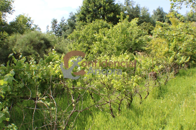 Terreno para Venda em Moimenta da Serra e Vinhó Foto 3