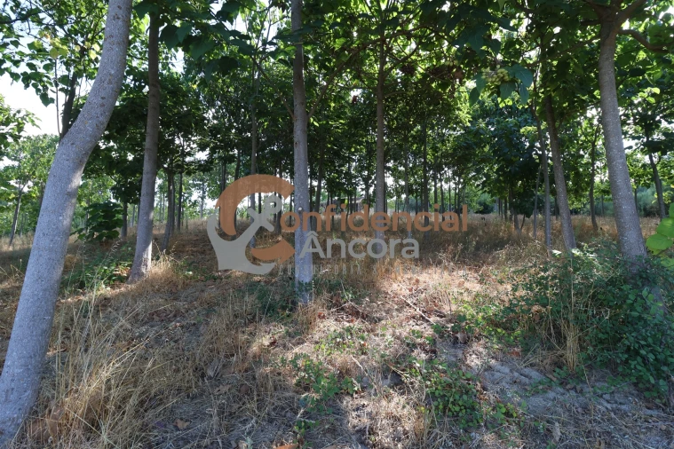 Quinta T0 para Venda em Covas e Vila Nova de Oliveirinha Foto 6