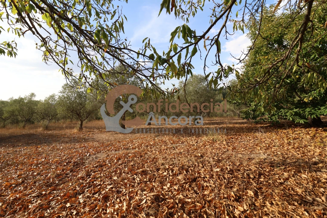 Quinta T0 para Venda em Moimenta da Serra e Vinhó Foto 5