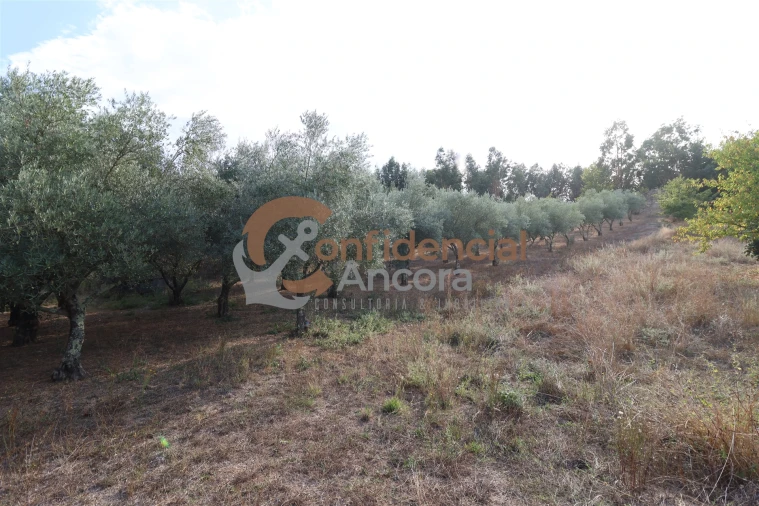 Quinta T0 para Venda em Moimenta da Serra e Vinhó Foto 11