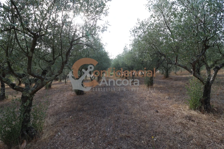 Quinta T0 para Venda em Moimenta da Serra e Vinhó Foto 9