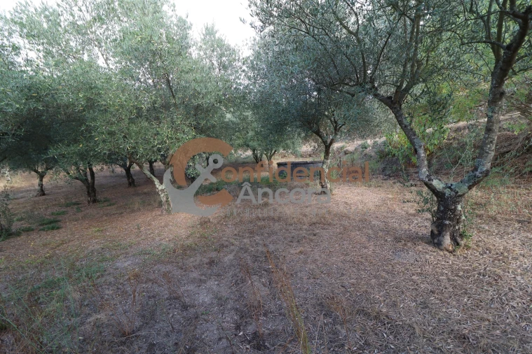 Quinta T0 para Venda em Moimenta da Serra e Vinhó Foto 17