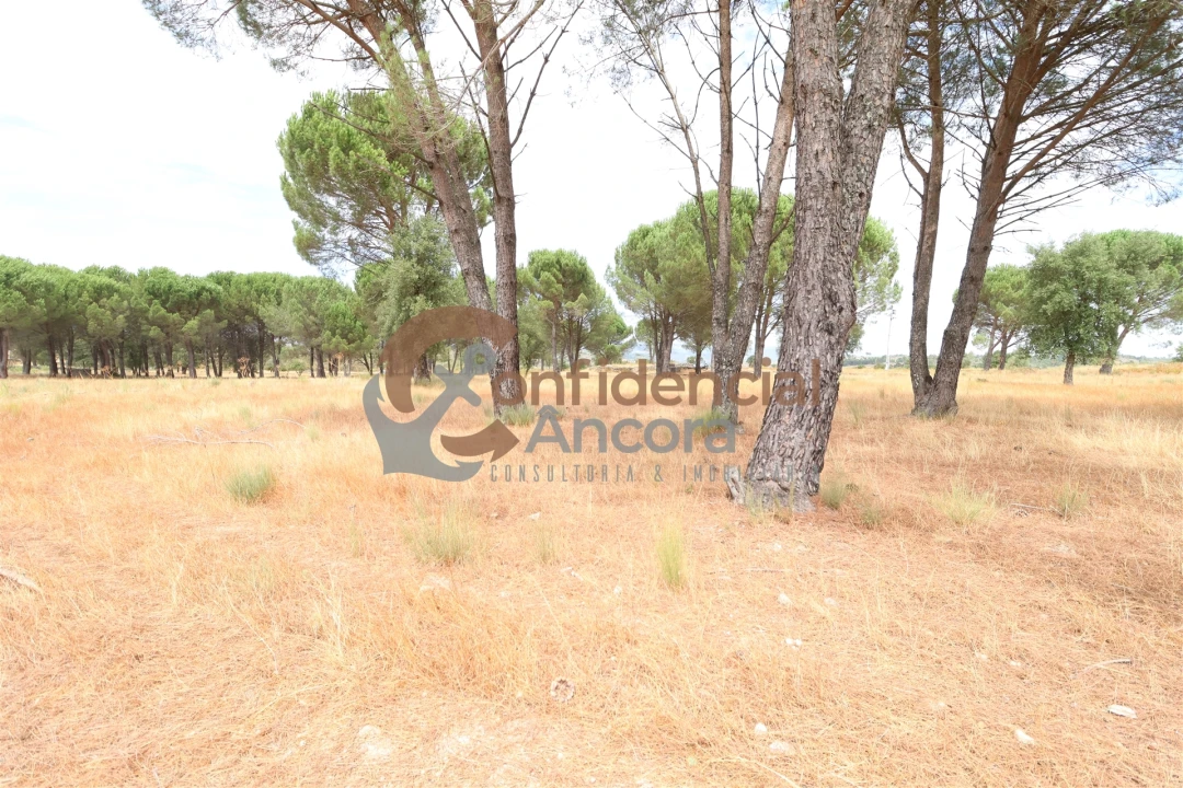 Terreno para Venda em Rio Torto e Lagarinhos Foto 8