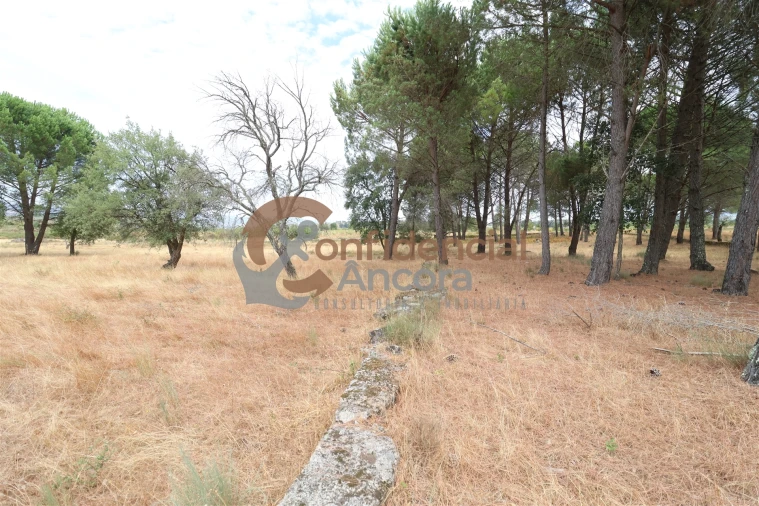 Terreno para Venda em Rio Torto e Lagarinhos Foto 13