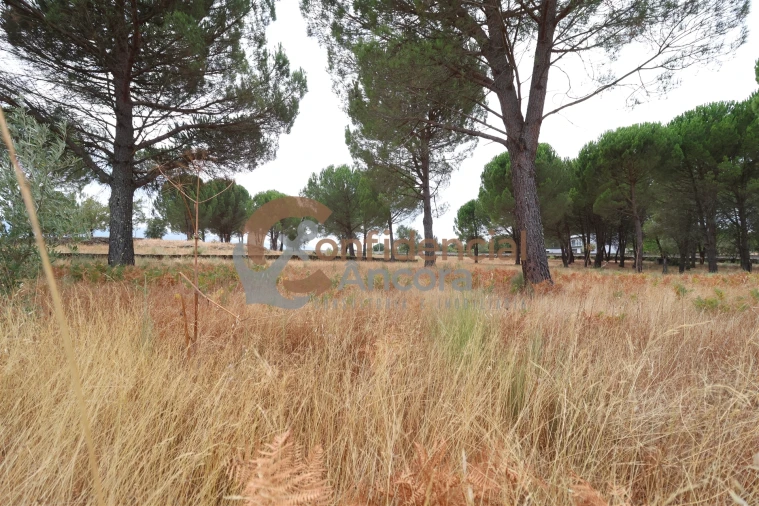 Terreno para Venda em Rio Torto e Lagarinhos Foto 25
