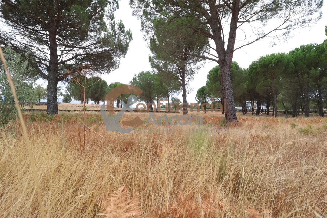 Terreno para Venda em Rio Torto e Lagarinhos Foto 25