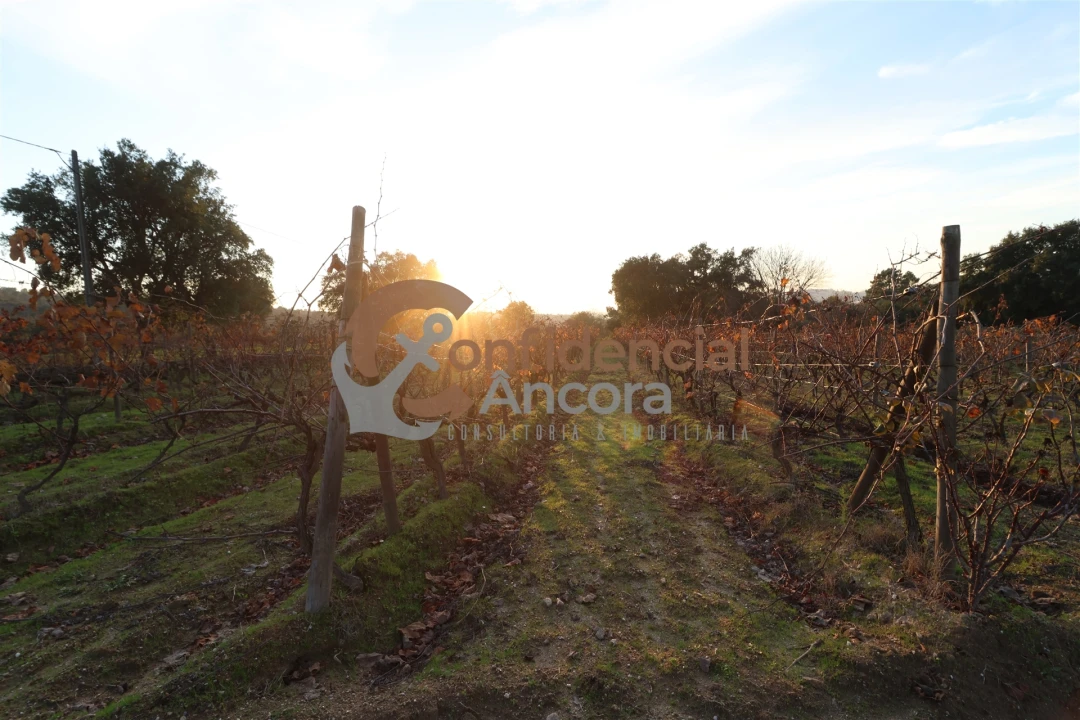 Quinta T1 para Venda em Juncais, Vila Ruiva e Vila Soeiro do Chão Foto 32