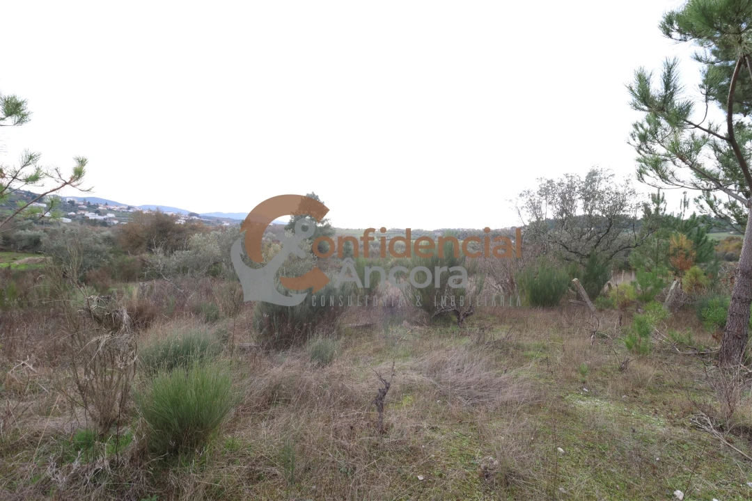 Terreno para Venda em São Paio Foto 35