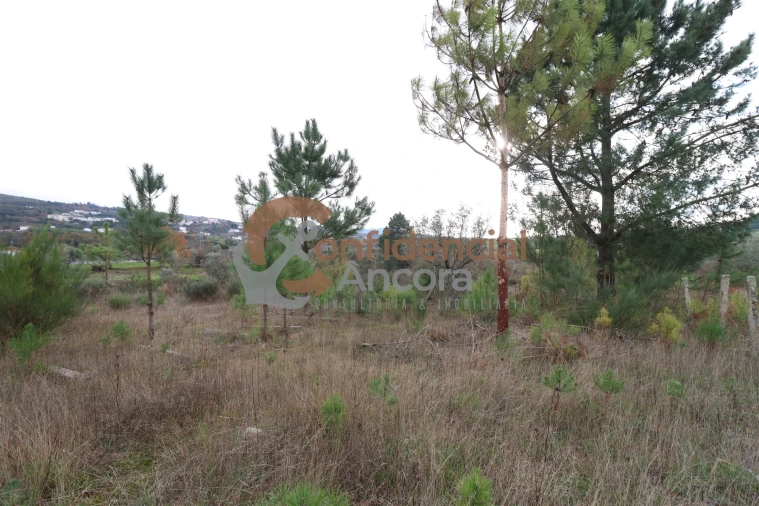 Terreno para Venda em São Paio Foto 34