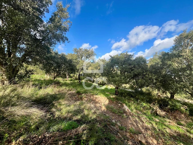 Terreno para Venda em A dos Negros Foto 6