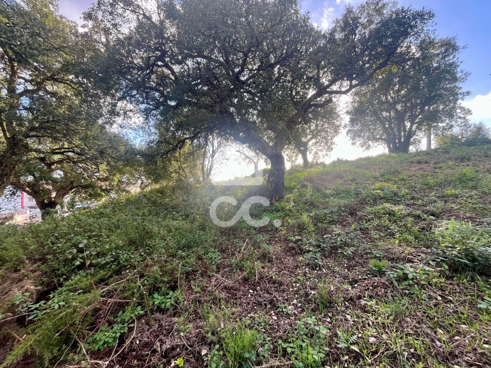 Terreno para Venda em A dos Negros Foto 14