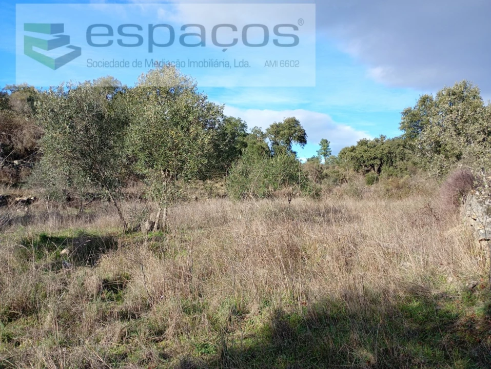 Terreno Agricola ou Rústico para Venda em Salgueiro do Campo Foto 7