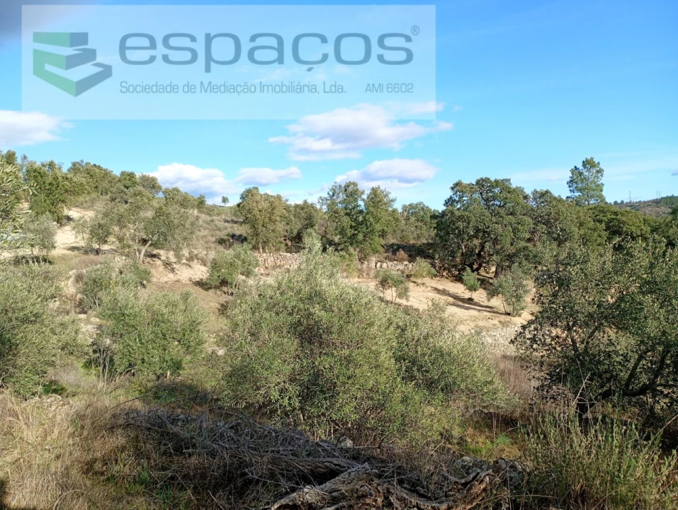 Terreno Agricola ou Rústico para Venda em Salgueiro do Campo Foto 8