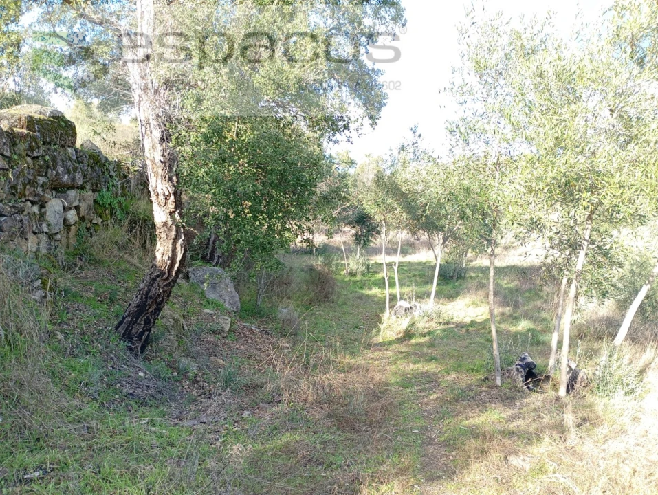 Terreno Agricola ou Rústico para Venda em Salgueiro do Campo Foto 10