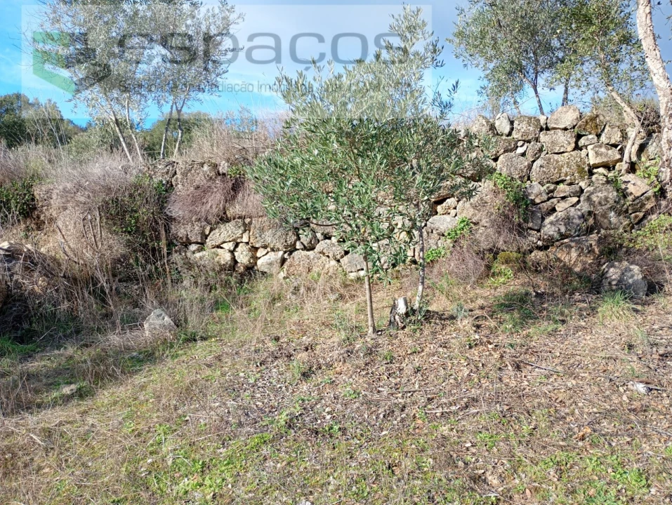 Terreno Agricola ou Rústico para Venda em Salgueiro do Campo Foto 18