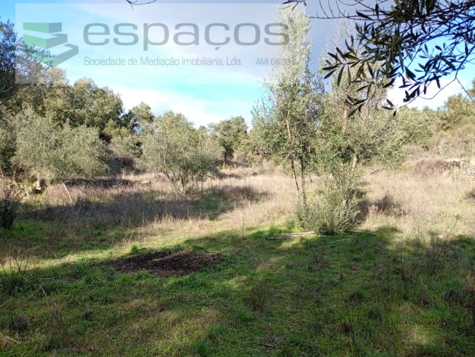Terreno Agricola ou Rústico para Venda em Salgueiro do Campo Foto 11
