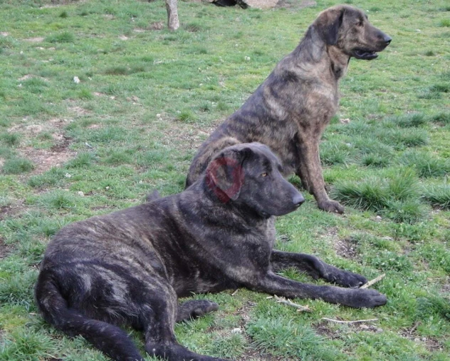 Moradia T3 para Venda em Castro Laboreiro e Lamas de Mouro Foto 10