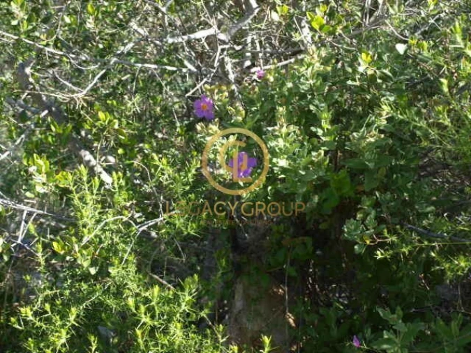 Terreno para Venda em Querença, Tôr e Benafim Foto 14