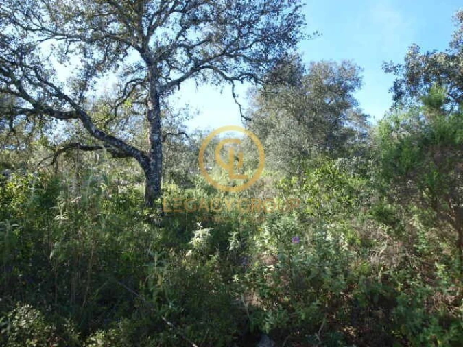 Terreno para Venda em Querença, Tôr e Benafim Foto 20