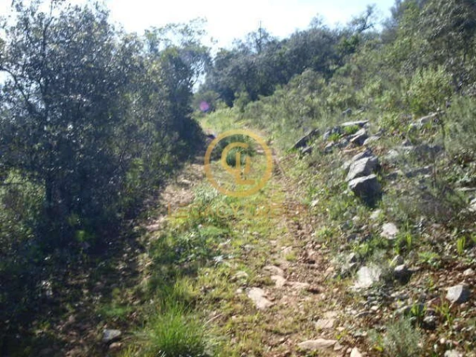Terreno para Venda em Querença, Tôr e Benafim Foto 4
