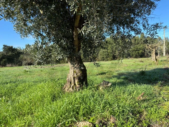Terreno para Venda em Olalhas Foto 17