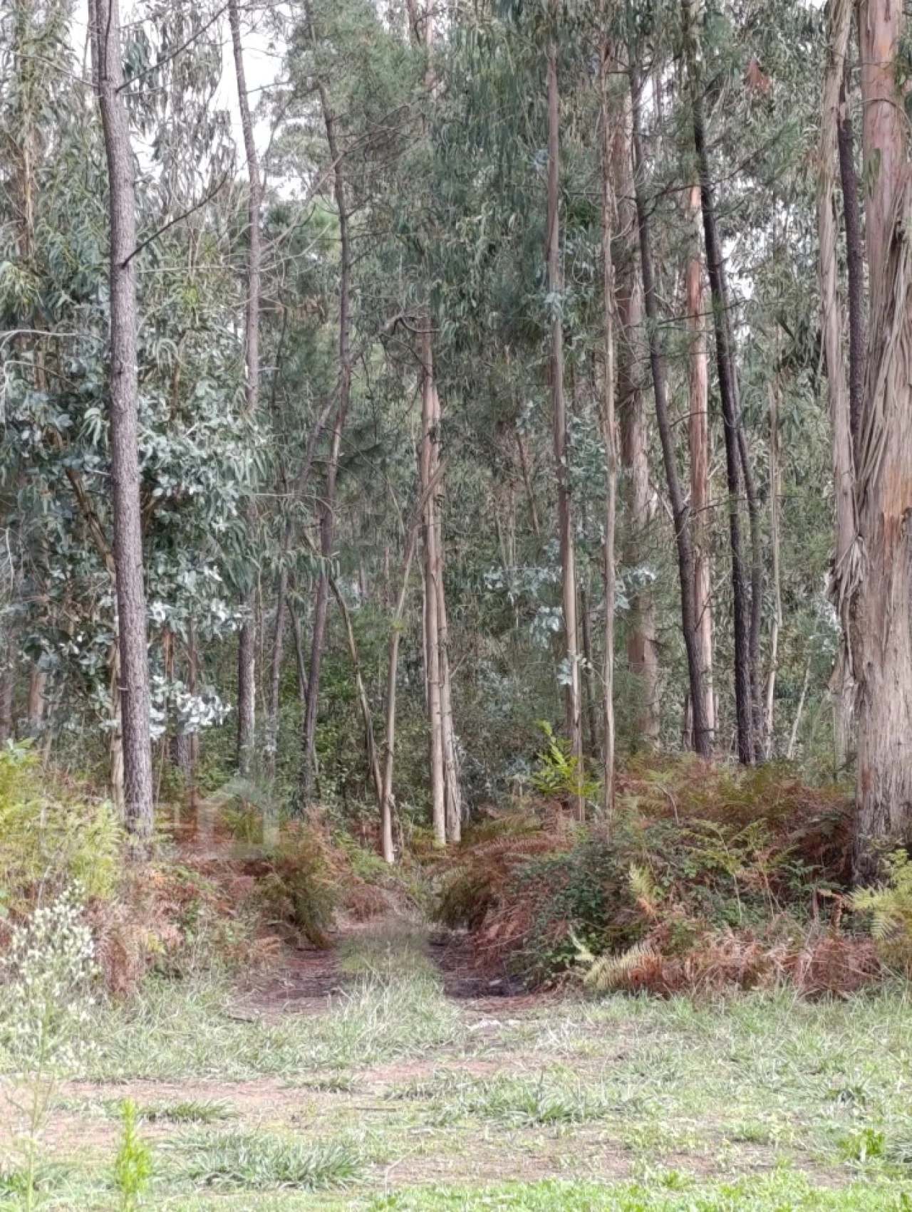Terreno para Venda em Alheira e Igreja Nova Foto 3
