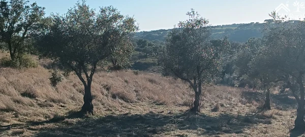 Quinta T1 para Venda em Salvada e Quintos