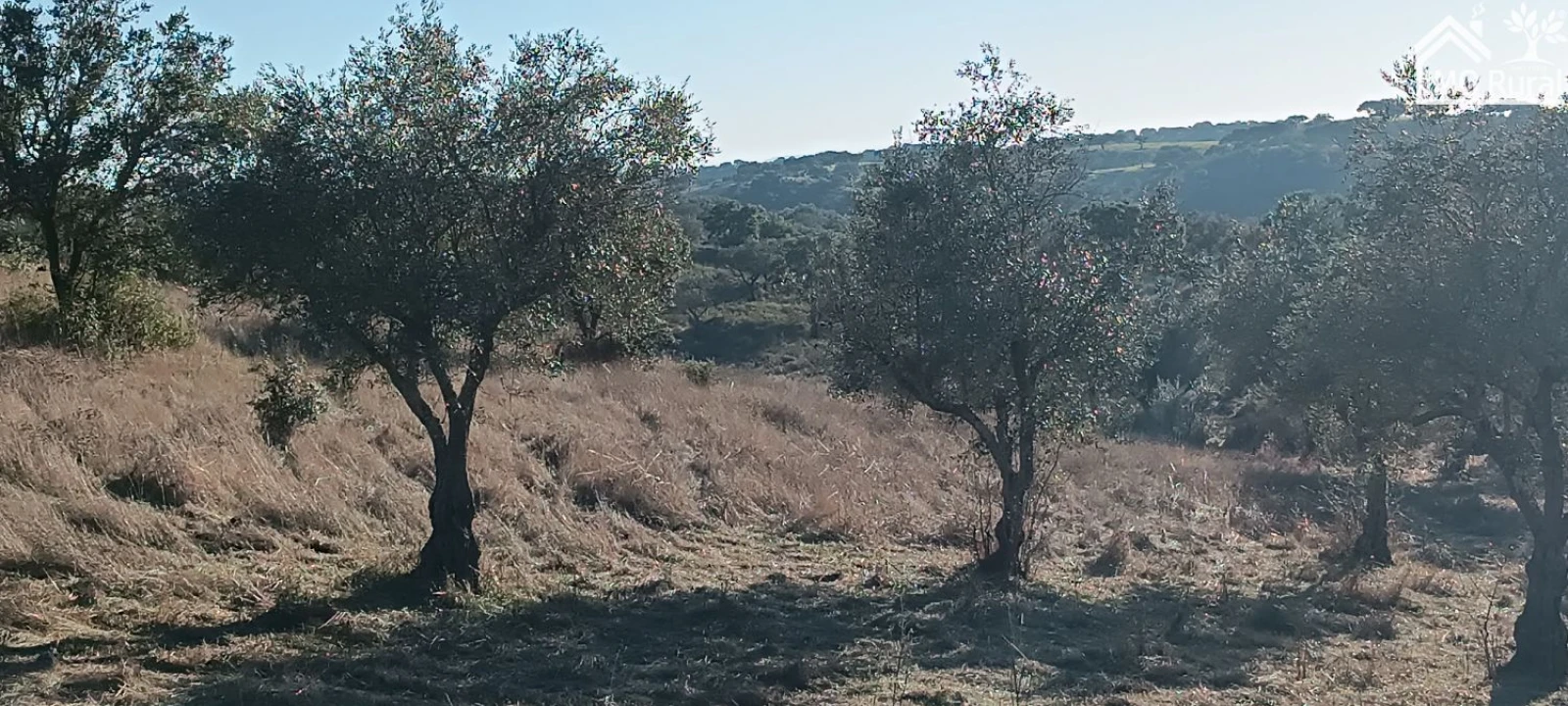 Quinta T1 para Venda em Salvada e Quintos Foto 26