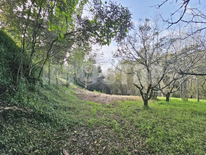 Moradia T1 para Venda em Trofa, Segadães e Lamas do Vouga Foto 27